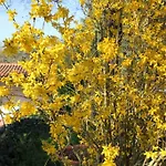 La Selva סיינה