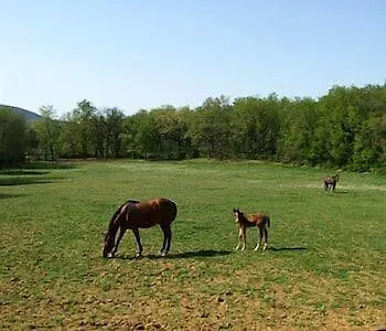 La Selva Alloggio per agriturismo *