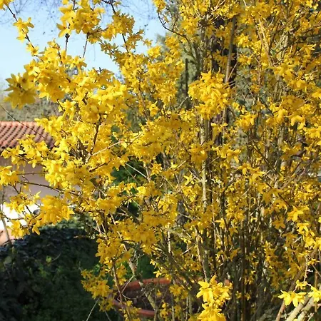 La Selva Siena