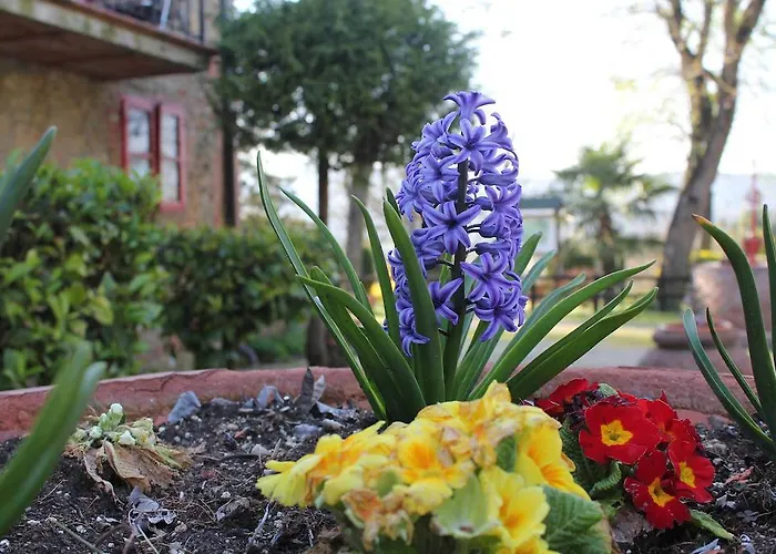 La Selva シエーナ